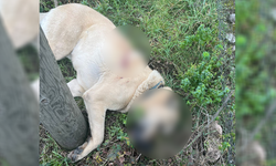 Kangal köpeği tüfekle vurularak öldürüldü: 1 gözaltı