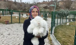 Türkiye'de nesli tükenen Ankara tavşanı yeniden yetiştiriliyor