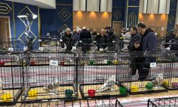 Ankara'da güvercin festivali