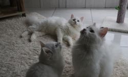 Ankara kedisini yaşatan merkezden 700'e yakın sahiplendirme