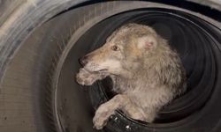Bingöl’de lastikçiye giren kurt yakalandı