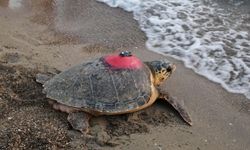 Caretta caretta 'Tuba', 5 ayda 10 bin kilometre katetti