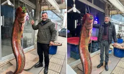 Çayırhan Gölü'nde balıkçı ağlarına 2 metrelik yayın balığı takıldı