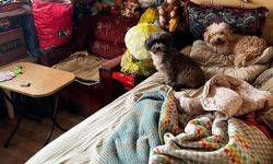 Evde sağlıksız koşullarda tutulan 55 hayvan koruma altına alındı