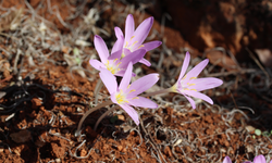 Endemik türü koparmanın cezası 699 bin 245 TL