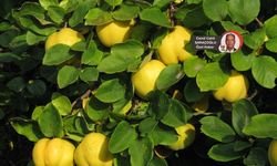 Kalecik’in Ayvası pişirilerek yenilmeli