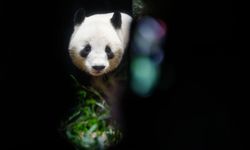 Japonya, iki dev pandayı Çin'e geri yolluyor