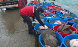 Yasa dışı avlanan 500 kalkan balığı ele geçirildi