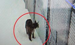 Kayseri’de mahsur kalan vaşak kurtarıldı