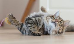 Üzerine kedi düşen hastaya 50 bin lira tazminat