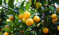 Kış ayının vazgeçilmezi: Portakal