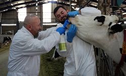 Şap hastalığı için sprey geliştirdiler