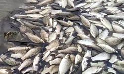 Tekirdağ’da gölette balık ölümlerine inceleme