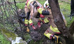 Tel örgüye sıkışan tilki kurtarıldı