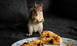 Sincap yavrusu "Yoda" veterinerler gözetiminde doğada hayatta kalmayı öğreniyor