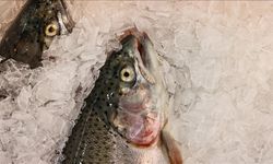 Türk somonu ihracatı 2025'te 520 milyon doları aştı