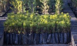 Türkiye'de geçen yıl 517 milyon fidan ve tohum toprakla buluştu