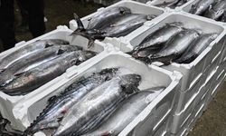 Marmara Denizi'nde torik bolluğu yaşanıyor