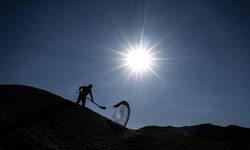 Isınan hava tarım zararlılarının mahsulde yol açtığı verim kaybını artırıyor