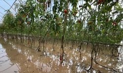 Tarım ve Orman Bakanlığından Antalya'daki hasar tespit incelemelerine ilişkin açıklama