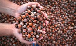 Türkiye 2025'te fındık ihracatından 2,2 milyar doların üzerinde gelir sağladı