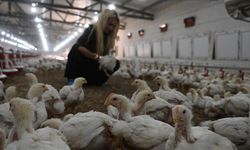Kadın girişimcinin tavuk çiftliği kurma hayali devlet desteğiyle gerçeğe dönüştü
