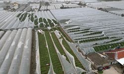 Yağmur ve hortum, sebze-meyveyi vurdu