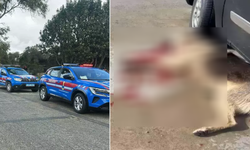 Bodrum’da 2 köpeğin öldürülmesi olayında şüpheli tutuklandı