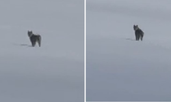 Süphan Dağı eteklerinde nesli tehlike altındaki vaşak görüntülendi