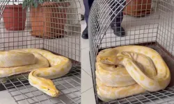 Gösteride kullanılan yılana el konuldu