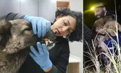 Manisa'daki selde kurtarılan 3 köpek, Bursa'da tedaviye alındı