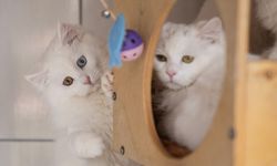 Ankara kedileri kendilerine özel kedi evinde korunuyor