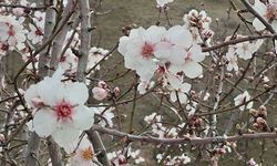 Beypazarı’nda badem ağaçları vaktinden önce çiçek açtı