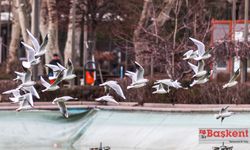 Denize hasret başkentin martıları