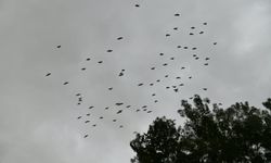 Bereketin sembolü kafesteki 277 kelaynak doğaya salındı