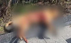 Bodrum’da 2 köpeğin öldürülmesi olayında savcılık itirazı sonrası tutuklama talebi