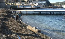 Bodrum'da kıyıda uyuyan fok ilgi odağı oldu