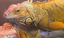 DKMP, CİTES kapsamındaki 3 hayvana el koydu