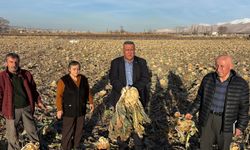 CHP’li Gürer: Emek tarlada kaldı