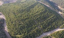 Maden sahası rehabilitasyonla yeşerdi