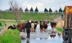 Manisa'da sağanak sele neden oldu, mahsur kalan hayvanlar kurtarıldı