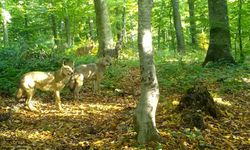 Ormanda gezen kurt sürüsü fotokapanla görüntülendi