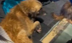 Şoför ihbar etti; su dolan çiftlikte mahsur kalan köpekleri hayvanseverler kurtardı