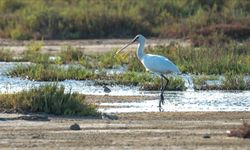 Adana, Hatay, Mersin, Kayseri, Osmaniye ve Niğde'de 287 bin 254 su kuşu sayıldı