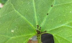 Kaz Dağları'nda yeni bir böcek türü keşfedildi