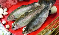 Türk somonu ihracatı yıla yükselişle başladı