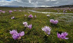 Bingöl'de baharın müjdecisi çiğdemler açtı