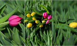 Antalya'da suda yetiştirilen laleler iç piyasada yoğun talep görüyor