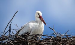 Yaren leyleğin 20 gün erken gelen eşi Nazlı dron kamerasında