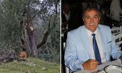 Muğla Valiliği'nden Milas'taki zeytin ağacı kesimine soruşturma